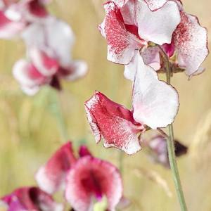 Lathyrus Odoratus 'Crimson Ripple',Sweet Pea 'Crimson Ripple', Bicolor Flowers, Fragrant Flowers, Red Flowers, White Flowers, Annuals, Annual plant, Cut flowers, deer resistant flowers