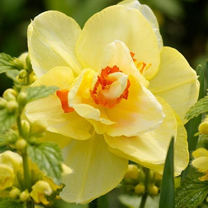 Narcissus Tahiti, Daffodil Tahiti, Narcisse Tahiti, Double Daffodil 'Tahiti', Double Narcissus 'Tahiti', Spring Bulbs, Spring Flowers, Double narcissus, Mid-season Daffodil, Mid Spring Daffodil, Mid Spring Narcissus, Yellow Daffodil
