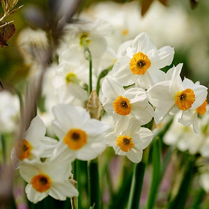Narcissus Geranium, Daffodil 'Geranium', Tazetta Daffodil 'Geranium', Spring Bulbs, Spring Flowers, mid spring bulb, late spring bulb, mid season narcissus, late season narcissus, fragrant daffodil