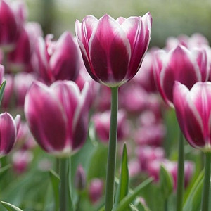 Tulip 'Synaeda Blue', Triumph Tulip Synaeda Blue', Triumph Tulips, Spring Bulbs, Spring Flowers, Tulipa 'Synaeda Blue, Purple Tulips, Bicolor Tulip, Tulipes Triomphe, Mid spring tulips