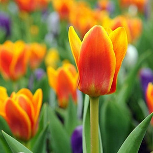 Tulipa Cape Cod,Tulip 'Cape Cod', Greigii Tulip 'Cape Cod', Greigii Tulips, Spring Bulbs, Spring Flowers, Tulipe Cape Cod,Greigii Tulips, Orange Tulips, Tulipes Greigii