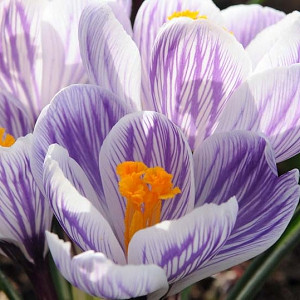 Crocus 'Pickwick', Crocus vernus Pickwick, Dutch crocus Pickwick, Giant Dutch Crocus Pickwick, Spring Bulbs, Spring Flowers, early spring bulb