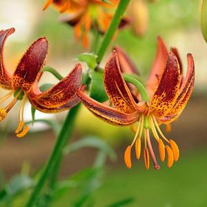 Lilium 'Scarlet Morning',Lily 'Scarlet Morning', Lilium Martagon 'Scarlet Morning', Martagon Lilies, Common Turk's Cap Lilies,Martagon Hybrids, Summer flowering Bulb, early flowering lilies, part shade lilies, part shade flowering bulbs