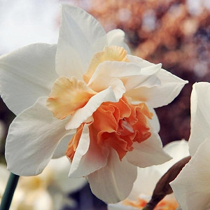Narcissus Replete, Daffodil Replete, Daffodil 'Replete', Double Daffodil 'Replete', Double Narcissus 'Replete, Spring Bulbs, Spring Flowers, double narcissi, fragrant daffodils