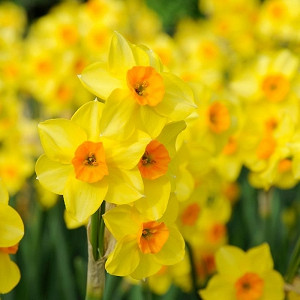 Narcissus 'Falconet', Daffodil 'Falconet', Tazetta Daffodil 'Falconet', Spring Bulbs, Spring Flowers, mid spring bulb, late spring bulb, mid season narcissus, late season narcissus, fragrant daffodil