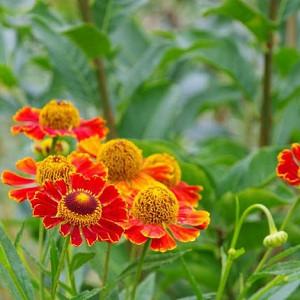 Helenium Rubinzwerg and Helenium Riverton Beauty seeds Helenium Rubinzwerg and Helenium Riverton Beauty seeds