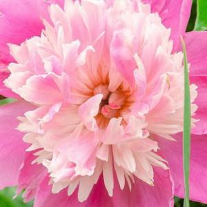 Paeonia Lactiflora 'Philomele', Peony 'Philomele', 'Philomele' Peony, Chinese Peony 'Philomele', Common Garden Peony 'Philomele', Pink Peonies, Pink Flowers, Fragrant Peonies