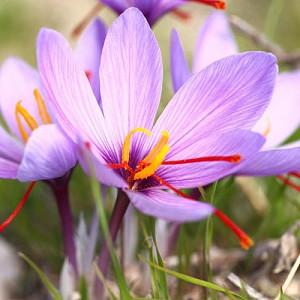 Crocus Sativus,  Saffron Crocus, Autumn Crocus, Saffron, purple flowers