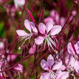 Gaura Lindheimeri 'Siskiyou Pink', Lindheimer's Beeblossom 'Siskiyou Pink', Gaura 'Siskiyou Pink', drought tolerant perennials, Pink Gaura, Pink flowers, deer tolerant flowers
