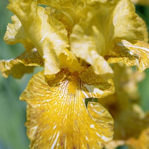 Iris 'Tiger Honey', Tall Bearded Iris 'Tiger Honey', Iris Germanica 'Tiger Honey', Early Midseason Irises, Yellow irises, Award Irises, Bicolor Irises, Golden Irises