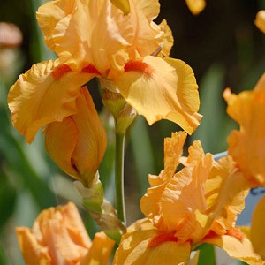 Iris Maid Of Orange, Bearded iris Maid Of Orange, Iris Germanica Maid Of Orange, Orange irises, Award Irises, Early Irises