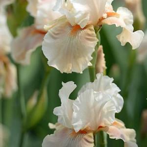 Best Bet Reblooming German Iris Flowers