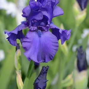Iris 'Dusky Challenger', Tall Bearded Iris 'Dusky Challenger', Iris Germanica 'Dusky Challenger', Mid Late Season Irises, Dark irises, Award Irises, Purple Irises