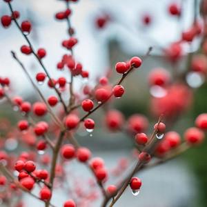picture Tree With Red Berries In Winter No Leaves trees with red fruits and berries