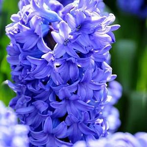 Hyacinth Delft Blue, Hyacinth 'Delft Blue', Dutch Hyacinth, Hyacinthus Orientalis, Common Hyacinth, Spring Bulbs, Spring Flowers, blue hyacinth, blue flower