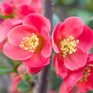 Chaenomeles x superba 'Pink Lady', Japanese Quince 'Pink Lady', Flowering Quince 'Pink Lady', Chaenomeles speciosa 'Pink Lady', Japanese Flowering Quince, Pink flowers, Early Spring blooms
