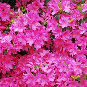 Rhododendron 'Girard's Fuchsia', 'Girard's Fuchsia' Rhododendron, 'Girard's Fuchsia' Azalea, Evergreen Azalea, Midseason Azalea, Purple Azalea, Purple Rhododendron, Purple Flowering Shrub