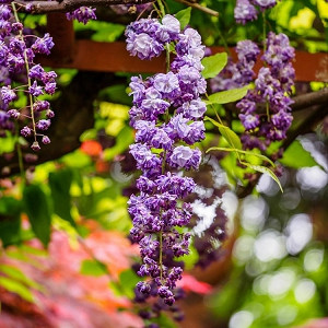 Wisteria Floribunda 'Yae-kokuryu',Japanese Wisteria 'Yae-kokuryu',Wisteria 'Black Dragon', Fragrant Vine, Blue Flowers, Purple Flowers
