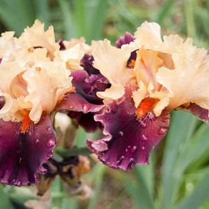 Iris 'Ocelot', Tall Bearded Iris 'Ocelot', Iris Germanica 'Ocelot', Early Midseason Irises, Peach irises, Award Irises, Bicolor Irises, Purple Irises