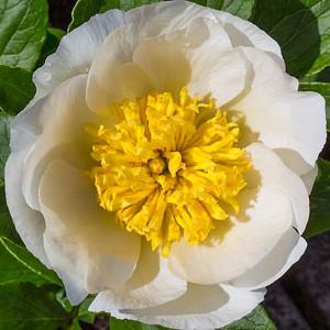 Paeonia Lactiflora 'Bu-Te', Peony 'Bu-Te', 'Bu-Te' Peony, Chinese Peony 'Bu-Te', Common Garden Peony 'Bu-Te', White Peonies, White flowers, Fragrant Peonies