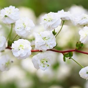 Spiraea Japonica Anthony Waterer Japanese Spirea