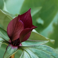 Trillium Chloropetalum, Giant Trillium, Giant Wakerobin, Giant Wake Robin, Wood Lily, Trinity Flower, fragrant flowers, fragrant perennials
