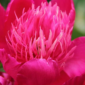 Paeonia Red Spider, Peony Red Spider, Red Spider Peony, Chinese Peony Red Spider, Common Garden Peony Red Spider, Red Peonies, Red Flowers, Fragrant Peonies