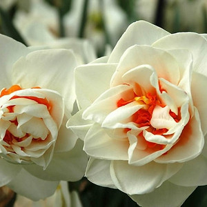 Narcissus Flower Drift, Daffodil Flower Drift, Daffodil 'Flower Drift', Double Daffodil 'Flower Drift', Double Narcissus 'Flower Drift', Spring Bulbs, Spring Flowers, double narcissi, fragrant daffodils