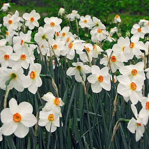 Narcissus Poeticus var. Recurvus, Old Pheasant's Eye, Pheasant's Eye Daffodil, Poet's Daffodil, Narcissus Recurvus, Poet's Narcissus, Spring Bulbs, Spring Flowers, late spring bulb, fragrant daffodil
