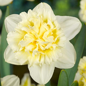 Narcissus Ice King, Daffodil Ice King, Narcisse Ice King, , Double Daffodil 'Ice King', Double Narcissus 'Ice King', Spring Bulbs, Spring Flowers, fragrant daffodil
