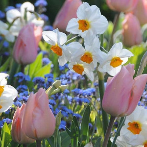 Narcissus Cragford, Daffodil Cragford, Tazetta Daffodil Cragford', Spring Bulbs, Spring Flowers,Tazetta daffodils, Tazetta Narcissus, mid spring bulb, late spring bulb, mid season narcissus, late season narcissus, fragrant daffodil