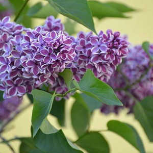 Syringa vulgaris 'Sensation',Syringa 'Sensation', Lilac 'Sensation', Bicolor Lilac, Purple lilac, Fragrant Lilac