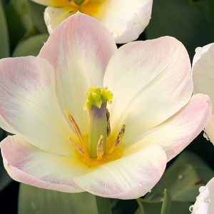 Tulipa 'Purissima', Tulip 'Purissima', Fosteriana Tulip 'Purissima', Tulip 'White Emperor', Fosteriana Tulip 'White Emperor', Fosteriana Tulips, Spring Bulbs, Spring Flowers, White Tulip, Early tulip