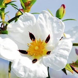 Best Shrubs For Mediterranean Gardens In Cool Countries