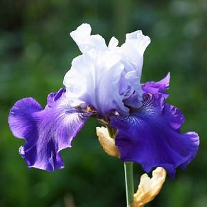 Bulk Best Bet Reblooming German Iris