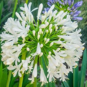 20 graines Johnsons monde BOTANIQUE fleurs-Agapanthus headbourne hybrides