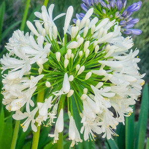 Agapanthus Africanus Albus, White African Lily, Lily of the Nile Albus, African Lily Albus, White flower, White Agapanthus, White African Lily