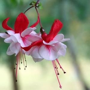 Fuchsia Snow Burner, Hardy Fuchsia, Flowering Shrub, Red Flowers, White Flowers, Double Fuchsia, Hanging Baskets