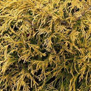 Chamaecyparis Pisifera Golden Mop Sawara Cypress