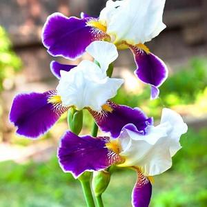 Iris 'Wabash', Tall Bearded Iris 'Wabash', Iris Germanica 'Wabash', MidSeason Irises, White Irises, Purple Irises, Bicolor Irises