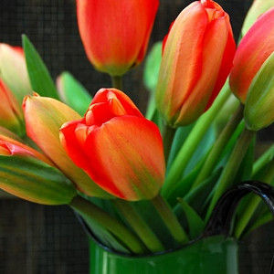 Tulipa 'Apeldoorn', Tulip 'Apeldoorn', Darwin Hybrid Tulip 'Apeldoorn', Darwin Hybrid Tulips, Spring Bulbs, Spring Flowers, Red Tulip