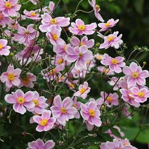 Anemone x Hybrida 'Robustissima', Japanese Anemone Robustissima', Windflower 'Robustissima', Anemone tomentosa 'Robustissima', Grapeleaf Anemone 'Robustissima', Late summer perennial, Pink flowers