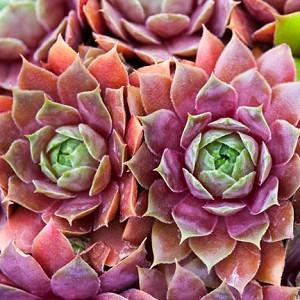 Sedum Spurium Dragon S Blood Stonecrop