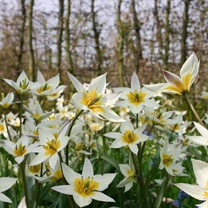 Tulip Turkestanica,Tulipa Turkestanica,Tulipe Turkestanica, Turkestan Tulip, Botanical Tulips, Tulip Species, Rock Garden Tulips, Wild Tulips, Early blooming tulips