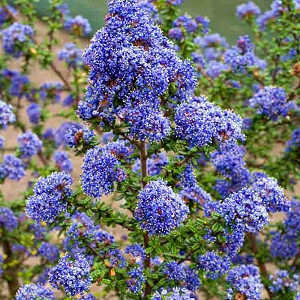 Ceanothus 'Dark Star',  California Lilac 'Dark Star', Blue Flowers, Fragrant Shrubs, Evergreen Shrubs