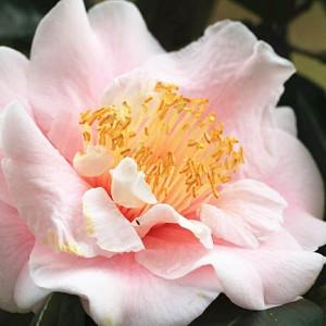 Camellia Japonica 'Moonlight Bay', Camellia 'Moonlight Bay', 'Moonlight Bay' Camellia, Fall Blooming Camellias, Winter Blooming Camellias, Spring Blooming Camellias, Early to Late Season Camellias, Pink Camellia, Pink Flower
