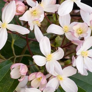 Clematis Apple Blossom, White Clematis, Evergreen Clematis, Clematis armandii 'Apple Blossom'', group 1 clematis, fragrant clematis, scented clematis, White clematis, disease resistant clematis