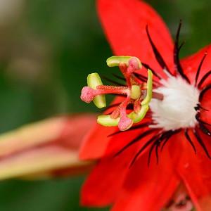 Passiflora Caerulea Blue Passion Flower