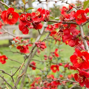 Chaenomeles x superba 'Nicoline', Japanese Quince 'Nicoline', Flowering Quince 'Nicoline', Japanese Flowering Quince, Red flowers, Early Spring blooms