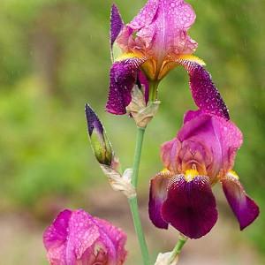 Iris 'Dauntless', Tall Bearded Iris 'Dauntless', Iris Germanica 'Dauntless', MidSeason Irises, Award Irises, Purple Irises, Dykes Medal